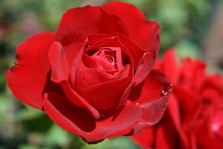 Лілі Марлен - Види та сорти кущових троянд