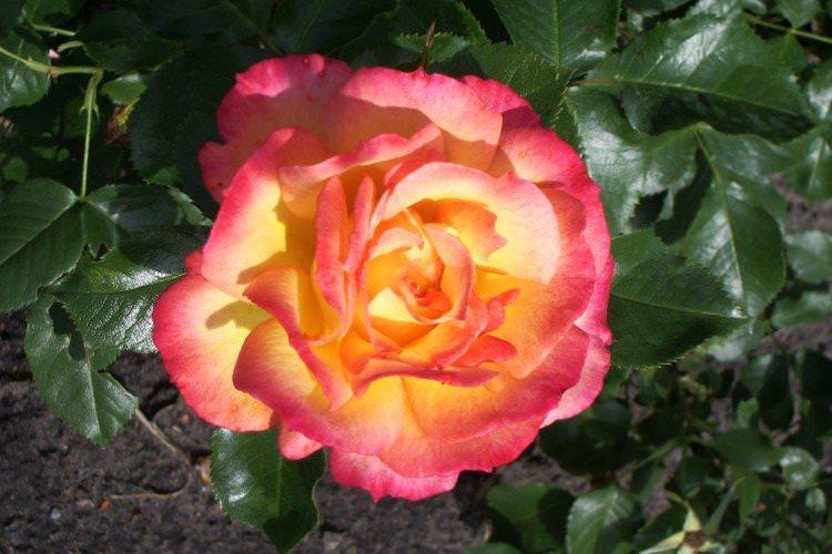 Бонанза - Види та сорти кущових троянд