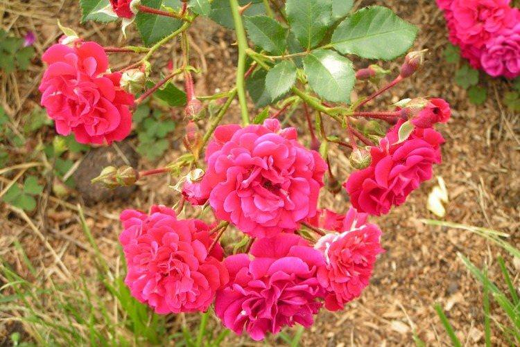 Хеллоу - Види та сорти ґрунтопокровних троянд