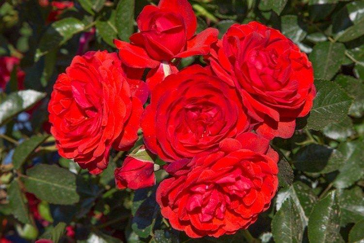 Скарлет - Види та сорти ґрунтопокровних троянд