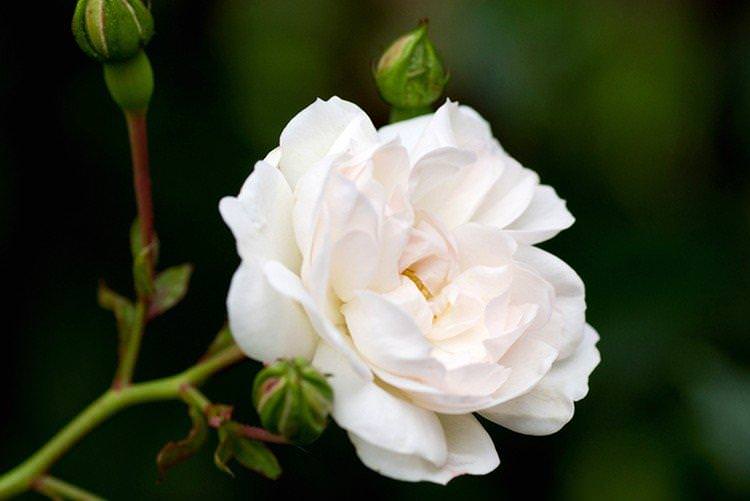 Свані - Види та сорти ґрунтопокровних троянд
