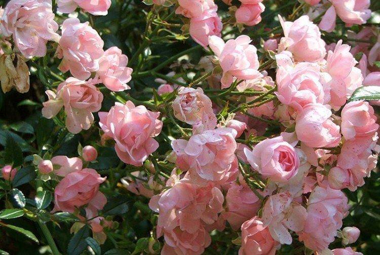 Фейрі - Види та сорти ґрунтопокровних троянд