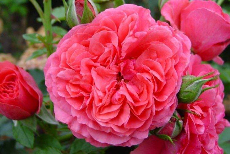Розаріум Ютерзен - Види та сорти плетистих троянд