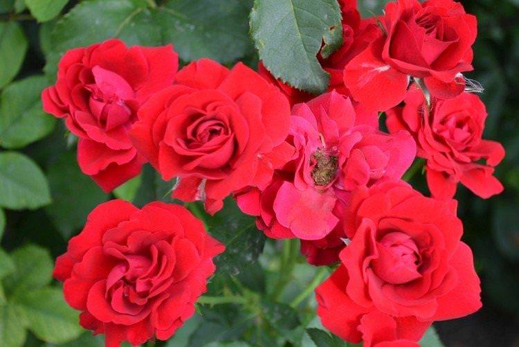 Фламментанц - Види та сорти плетистих троянд