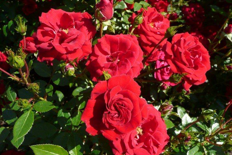 Джордж Діксон - Види та сорти ремонтантних троянд