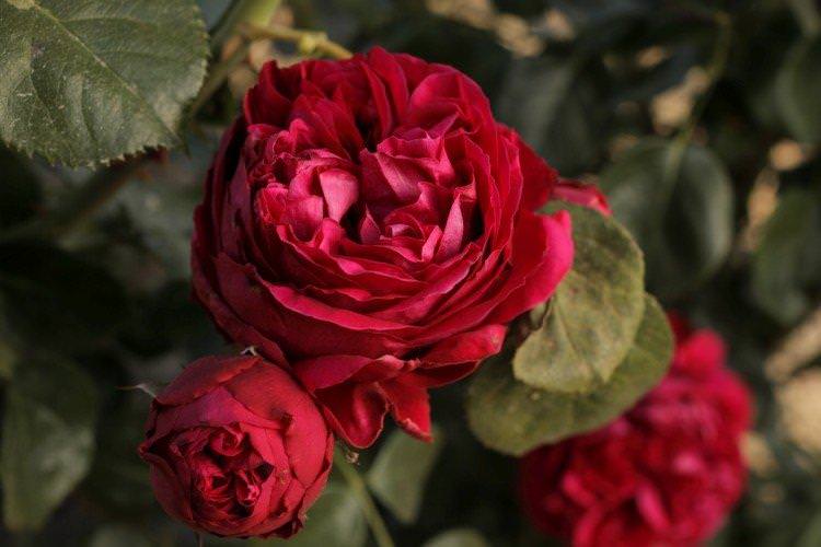 Ерік Таберлі - Види та сорти ремонтантних троянд