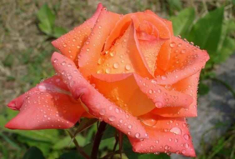 Міракл - Види та сорти чайно-гібридних троянд