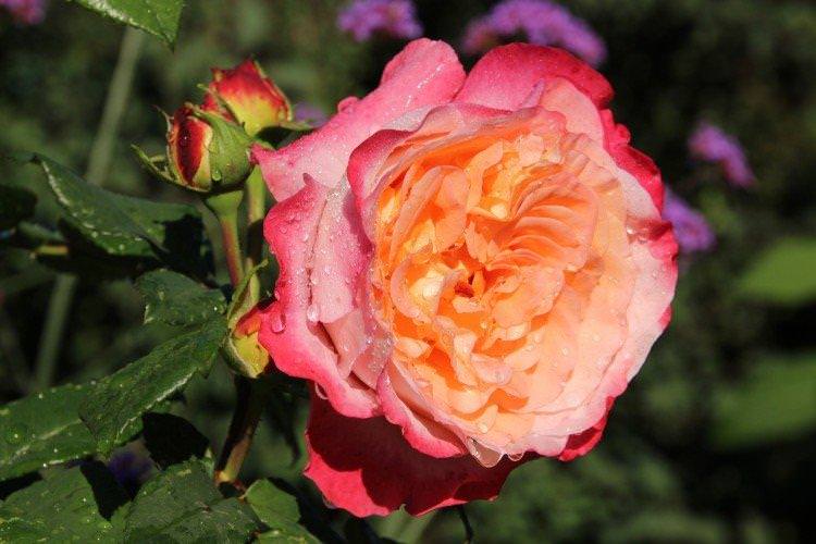 Серпня Луїза - Види та сорти чайно-гібридних троянд