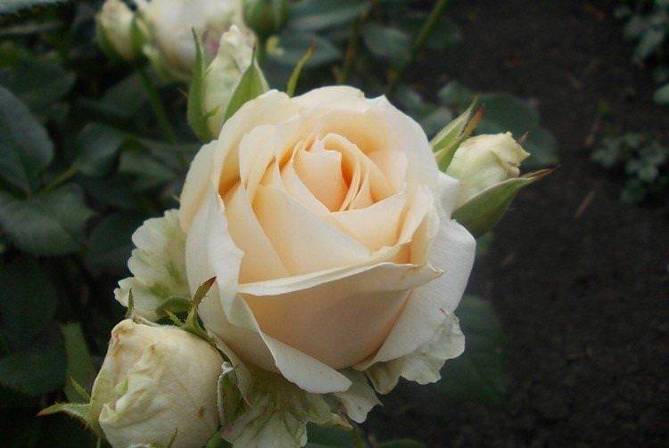 Аваланж - Види та сорти чайно-гібридних троянд