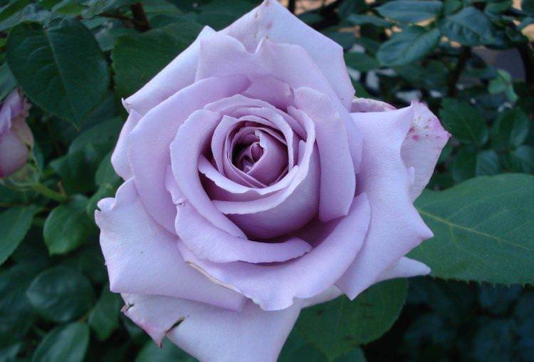 Блю Парфуми - Види та сорти чайно-гібридних троянд