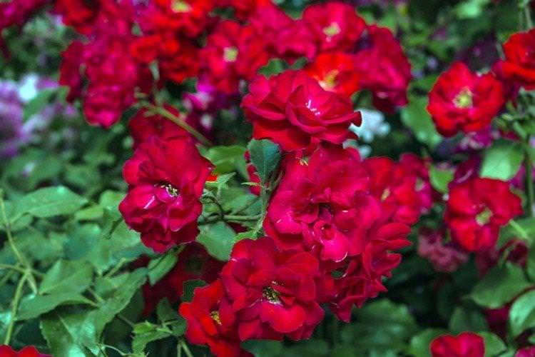 Бебі Бантінг - Види та сорти карликових троянд