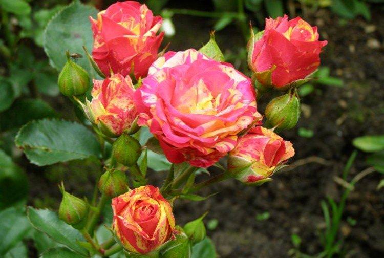 Бігуді - Види та сорти карликових троянд