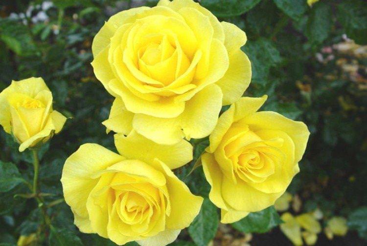 Голд Сімфоні - Види та сорти карликових троянд