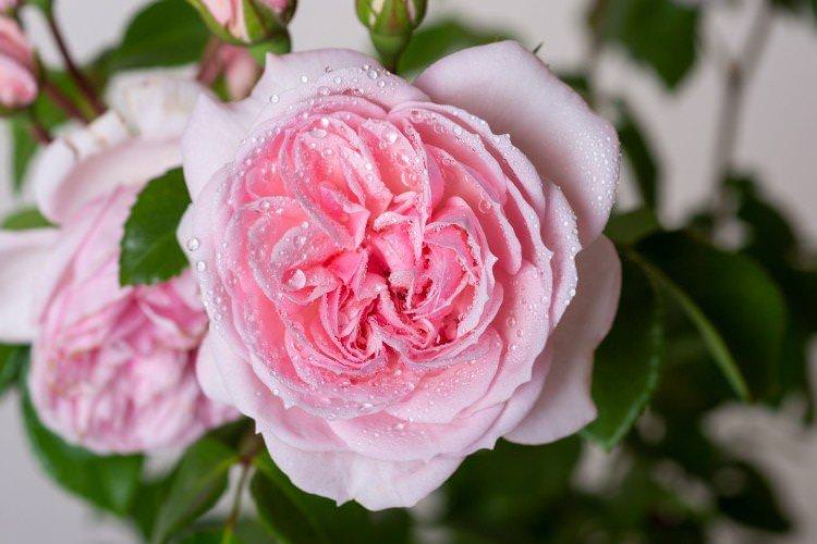 Синдерелла - Види та сорти карликових троянд