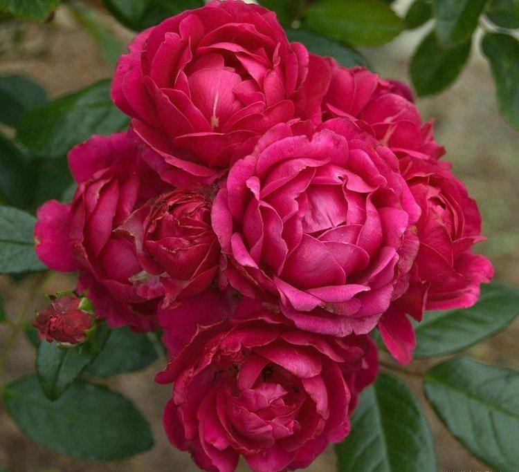 Леді Рідінг - Види та сорти поліантових троянд