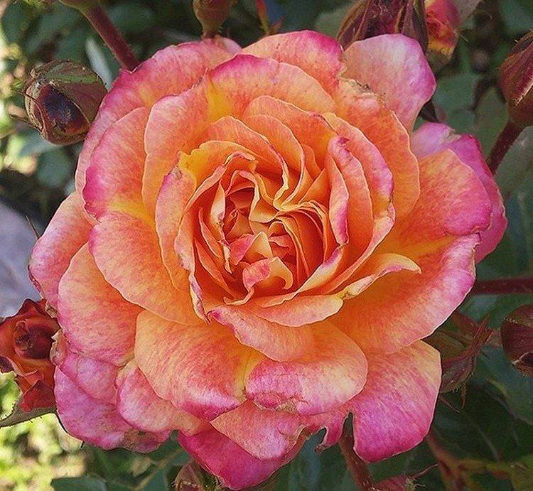 Анімо - Види та сорти поліантових троянд