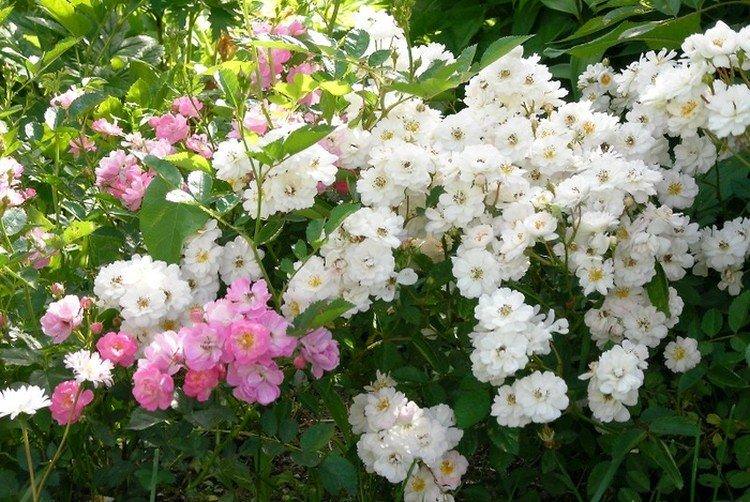 Садовий аромат - Види та сорти поліантових троянд