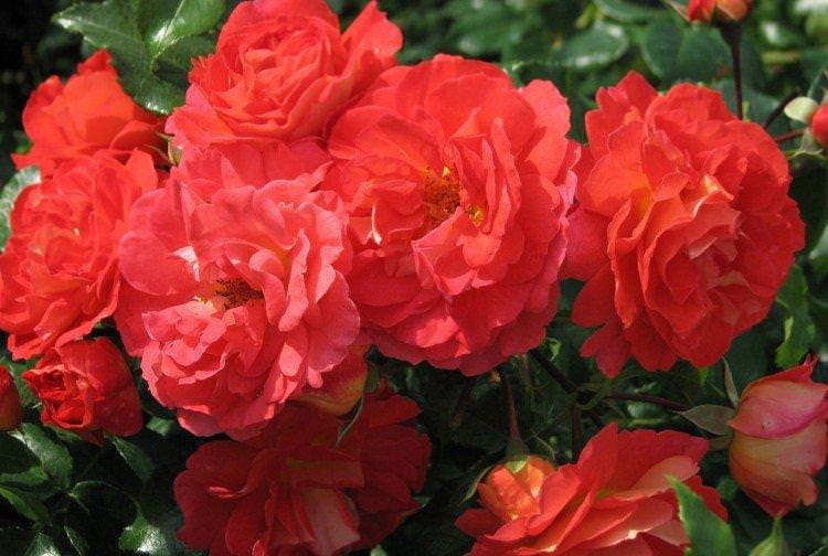 Брати Грімм - Види та сорти троянди флорибунда