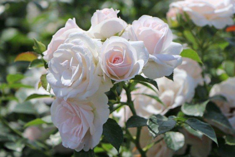 Аспірин Розе - Види та сорти троянди флорибунда