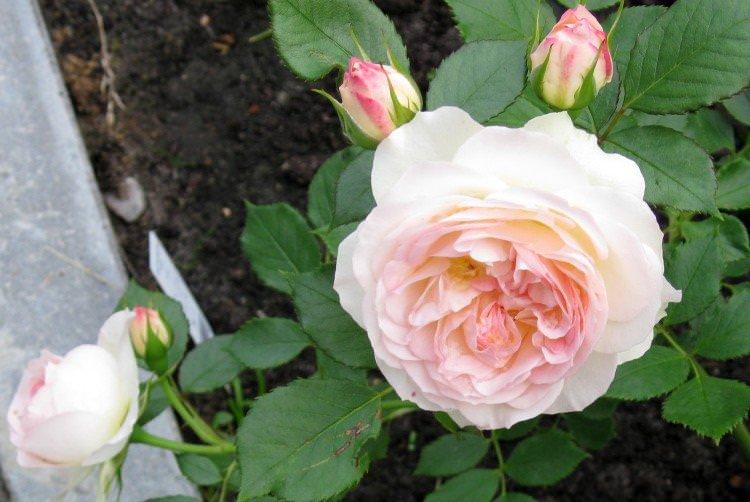 Пастелла - Види та сорти троянди флорибунда
