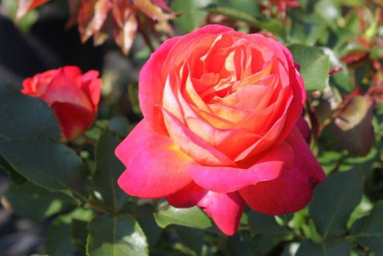 Мідсаммер - Види та сорти троянди флорибунда