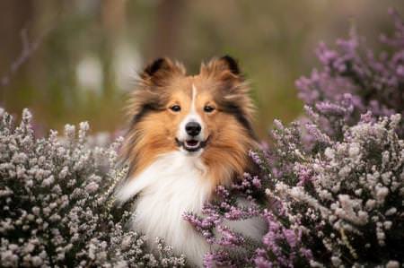 Найкрасивіші породи собак: назви та фото (каталог)