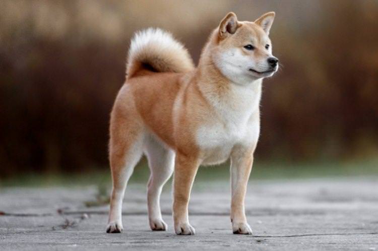 Акіта-іну - Найкрасивіші породи собак