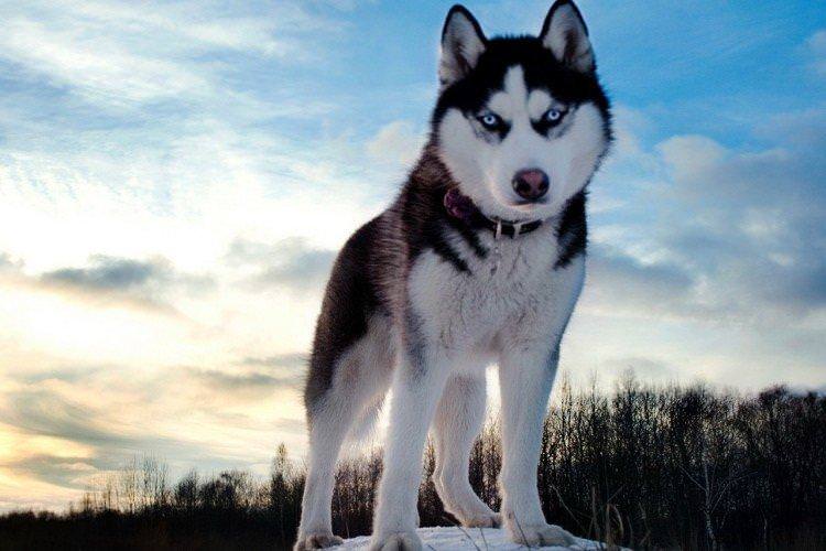 Сибірський хаскі - Найкрасивіші породи собак