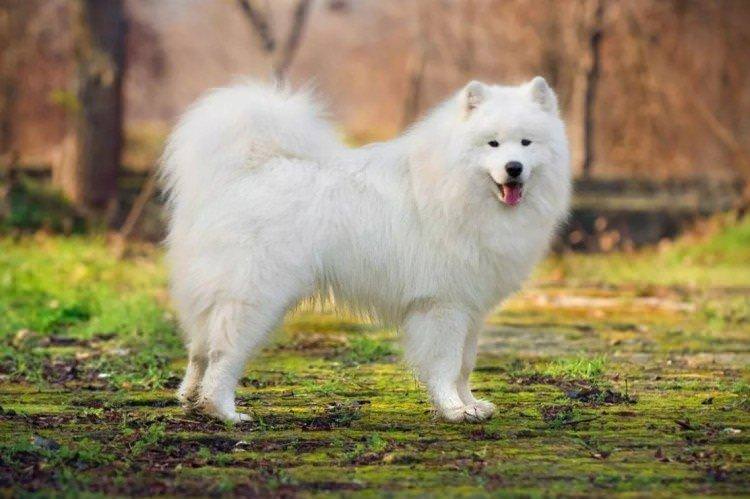 Самоїдський собака - Найкрасивіші породи собак