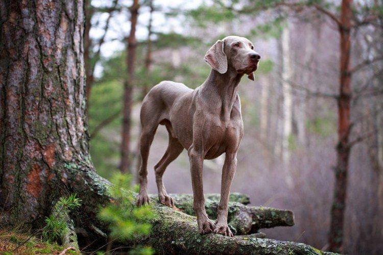 Веймаранер - Найкрасивіші породи собак