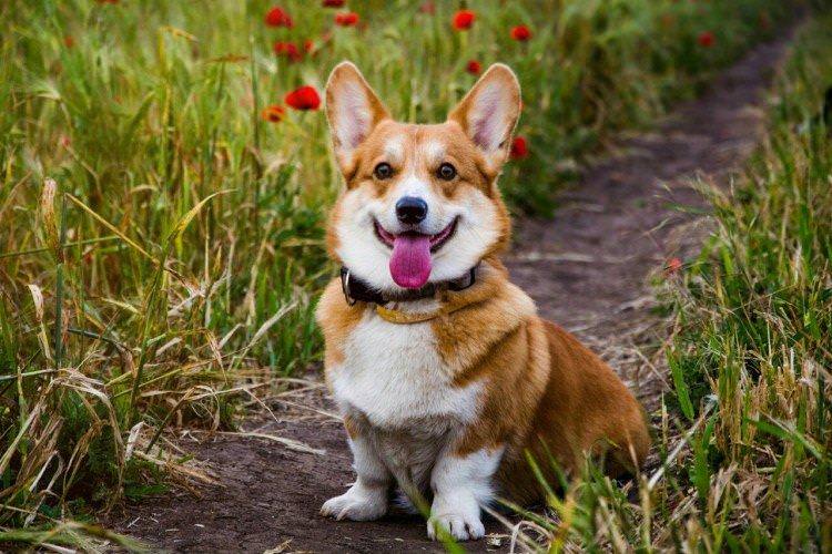 Вельш-корги - Найкрасивіші породи собак