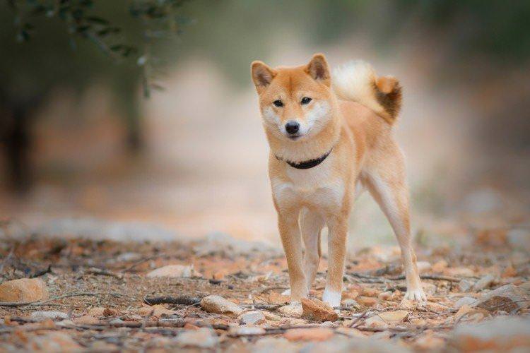 Сіба-іну - Найкрасивіші породи собак