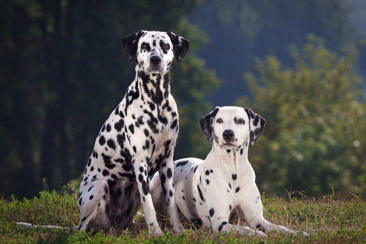 Далматін - Найкрасивіші породи собак