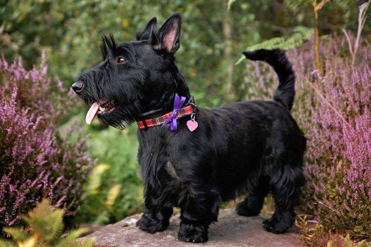 Шотландський тер'єр - Найкрасивіші породи собак