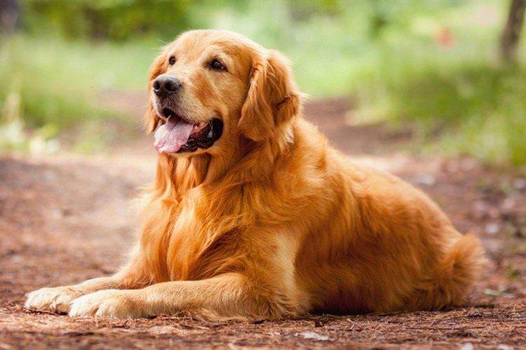 Золотистий ретрівер - Найкрасивіші породи собак