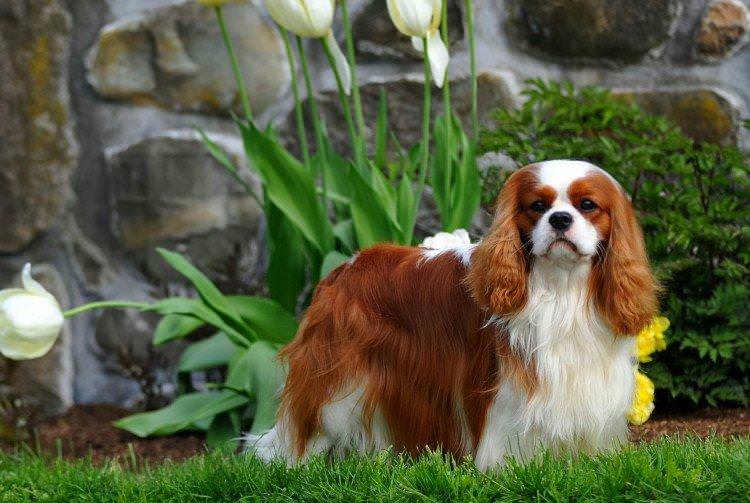 Кавалер кінг-чарльз-спаніель - Найкрасивіші породи собак
