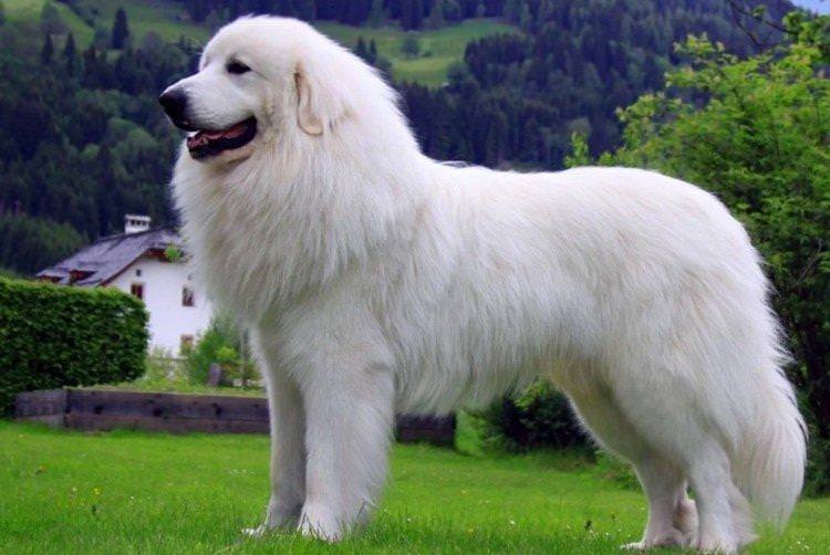 Піренейський гірський собака - Найкрасивіші породи собак