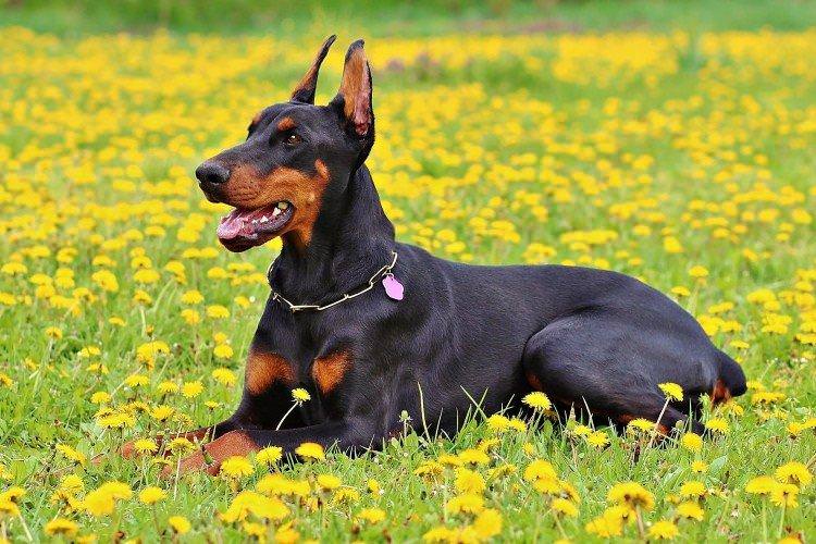 Доберман - Найкрасивіші породи собак