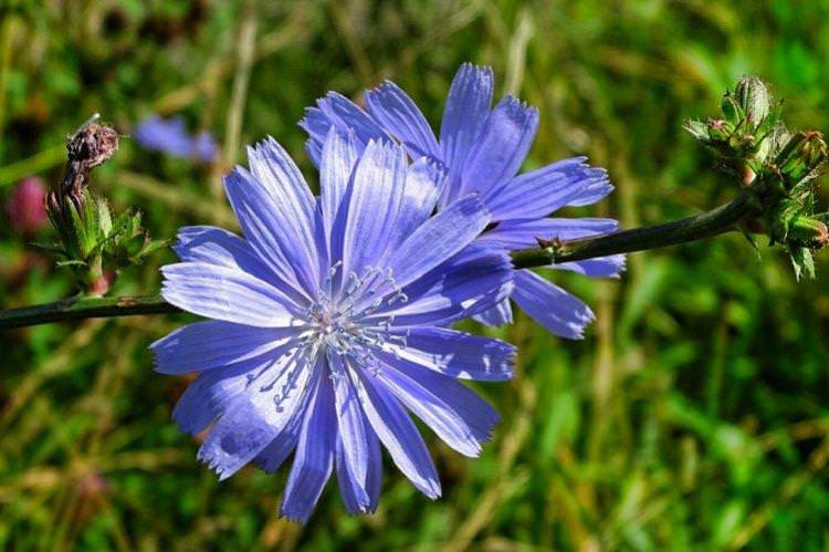Цикорій - Лугові та польові квіти