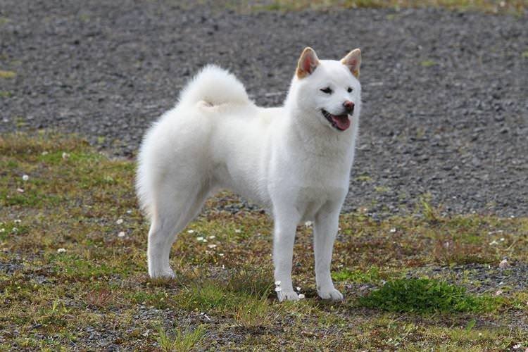 Кісю - Японські породи собак