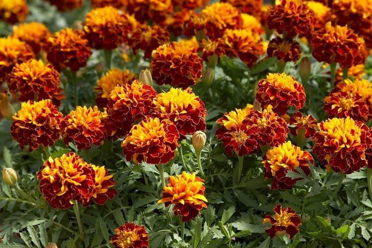 Оксамити - Найневибагливіші квіти для дачі