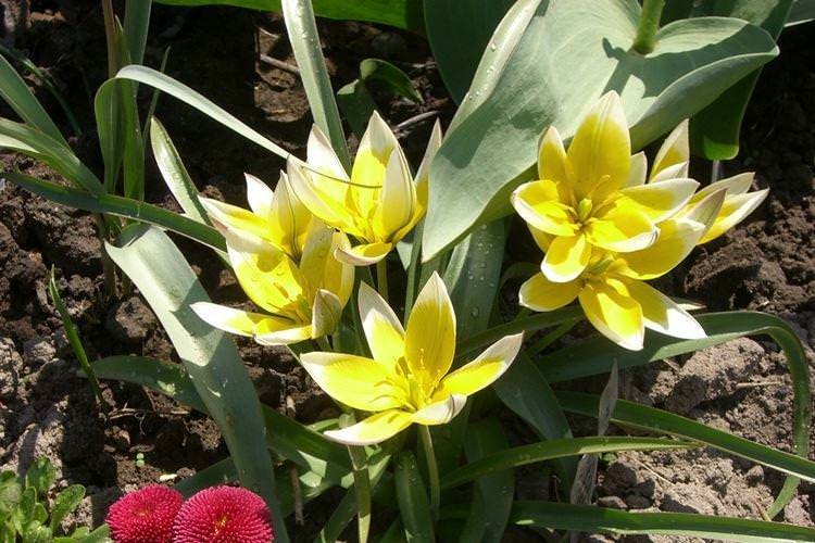 Ботанічний тюльпан - Найневибагливіші квіти для дачі