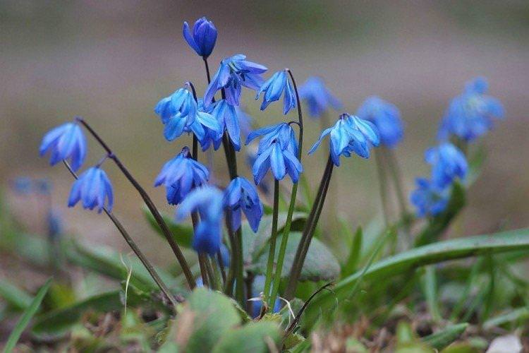 Проліски - Багаторічні квіти для дачі