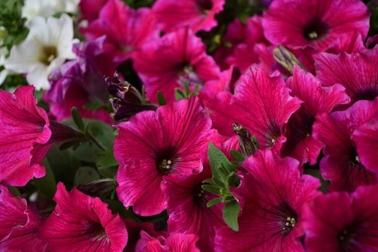 Петунія - Найневибагливіші квіти для дачі