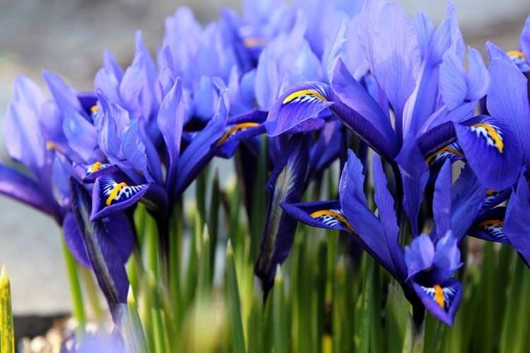 Ірідодиктіум - Найневибагливіші квіти для дачі