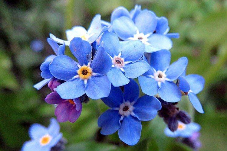 Незабудки - Багаторічні квіти для дачі
