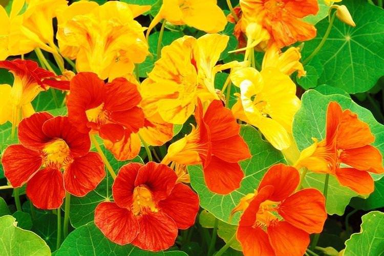 Настурція - Найневибагливіші квіти для дачі