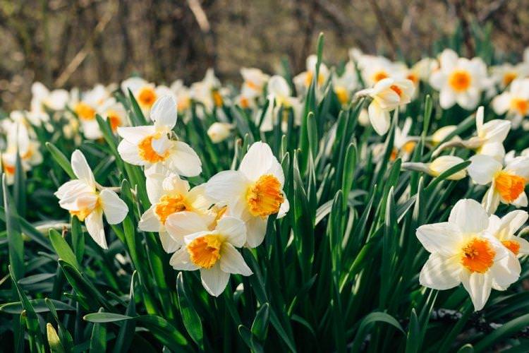 Нарциси - Багаторічні квіти для дачі