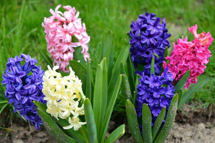 Гіацинти - Багаторічні квіти для дачі