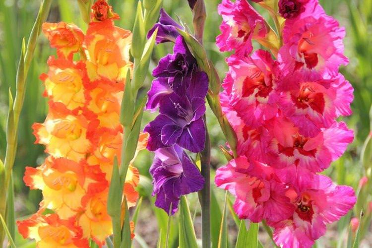 Гладіолуси - Багаторічні квіти для дачі